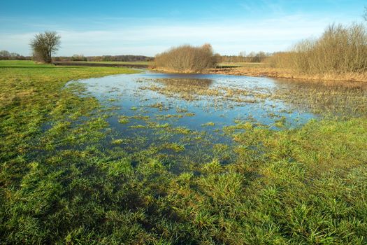 Water after melting snow on a green meadow, Nowiny, Lubelskie, eastern Poland