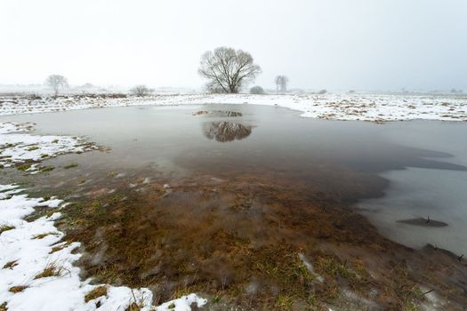 Melting snow flooding a meadow with trees, view on a foggy day, eastern Poland