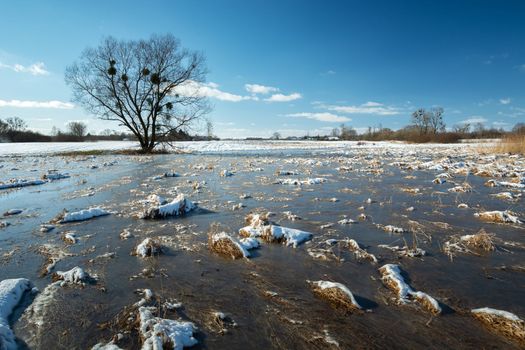 Water and melting snow in a meadow with a tree, Zarzecze, Poland