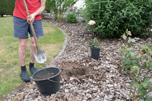 middle-aged male gardener planting a scarlet rose in his garden, digging a hole in the ground with a shovel. High quality photo