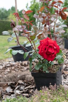 middle-aged male gardener planting a scarlet rose in his garden, digging a hole in the ground with a shovel. High quality photo