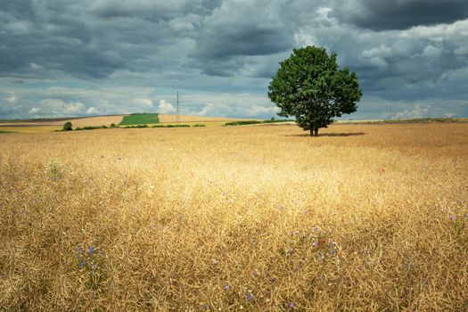 Golden rapeseed field with tree and cloudy sky, Staw, Poland