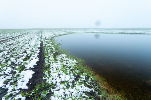 Water after melting snow in a farmland, a tree and a hazy sky, eastern Poland