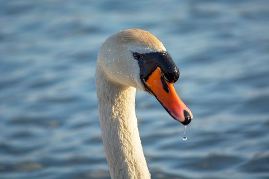 Head and neck of a white mute swan, spring sunny day