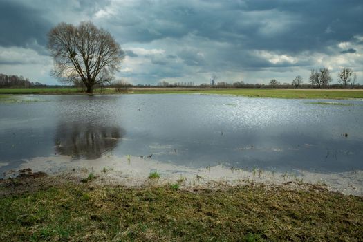Flooded meadow with tree and cloudy sky, Nowiny, Poland