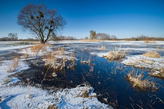 Snow and water on a meadow with a tree, winter day