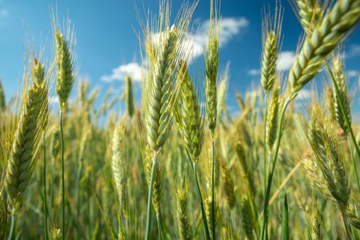 Green ears of grain against the blue sky