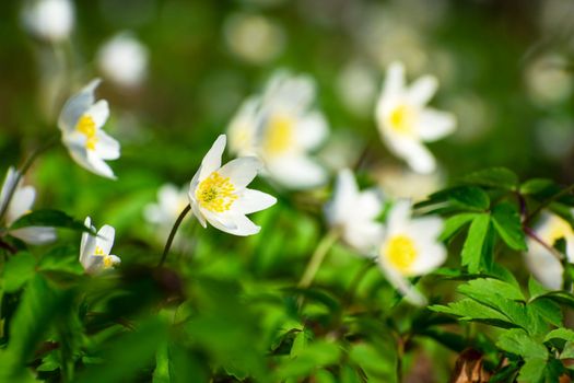 Spring white flowers of wood anemone in the forest, view in sunny day