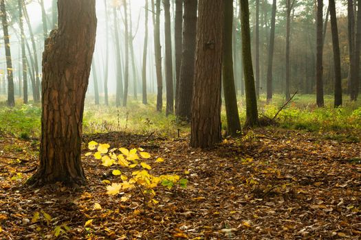 Sunglow and fog in a forest with thick trunks, Chelm, Poland