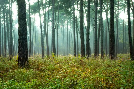 Sunlight and fog in the autumn forest, Chelm, Poland