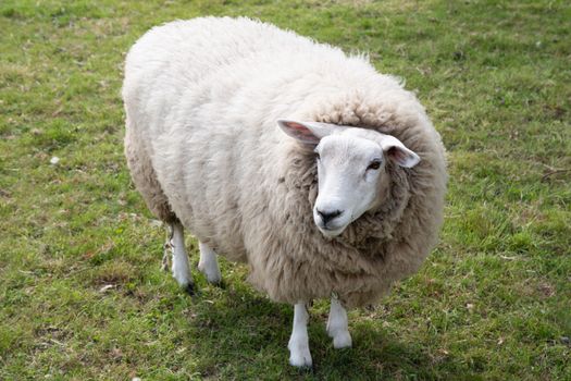 one fat white sheep with thick white wool stands on green grass, a four-legged farm animal that chews its cud, the concept of ecological livestock grazing on natural forage, High quality photo