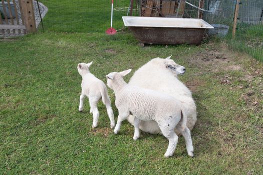 a fat white sheep with thick white wool on green grass with small lambs, a four-legged farm animal that chews its cud, the concept of ecological livestock grazing on natural forages,High quality photo