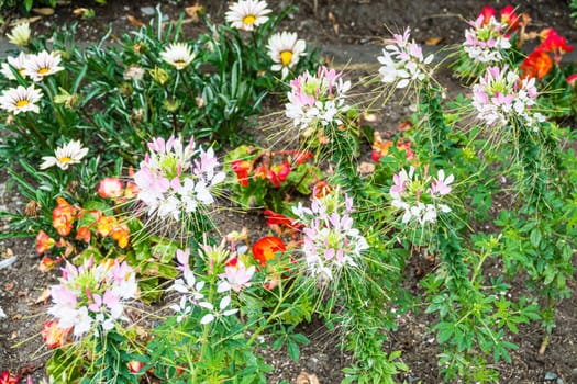 Beautiful decorative flowers blossoming on the ground.