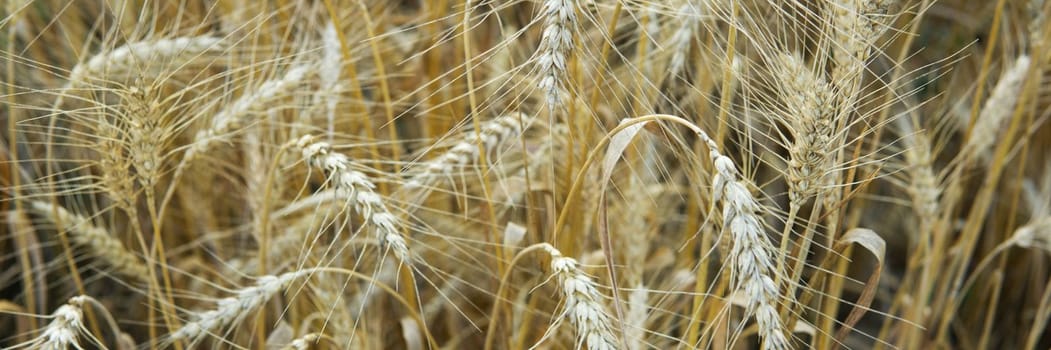 Ears of wheat growing in the field. The concept of harvesting