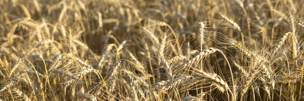 Ears of wheat growing in the field. The concept of harvesting