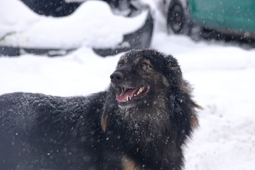 Black fluffy dog in the snow close up