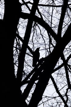 Silhouette of a crow among the branches of a tree in the shade