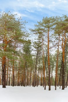 pine branch with a cone close up against the blue sky. High quality photo