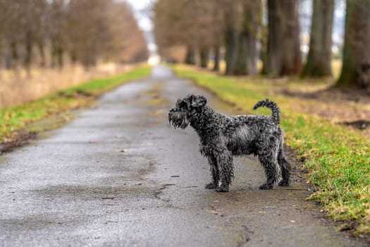 small black schnauzer on a walk on an alley in the park. High quality photo