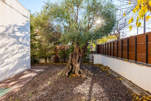 Centuries-old tree with a wide crown and strong powerful roots alone in the yard on the private territory of the house. Big tree on sunny weather.