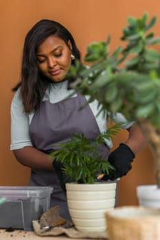 African american woman transplanting plant into new pot home gardening Indoor. Hobbies and leisure, Cultivation and caring for indoor potted plants. Replanting green plant into flower pot.