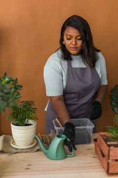 African american woman transplanting plant into new pot home gardening Indoor. Hobbies and leisure, Cultivation and caring for indoor potted plants. Replanting green plant into flower pot.