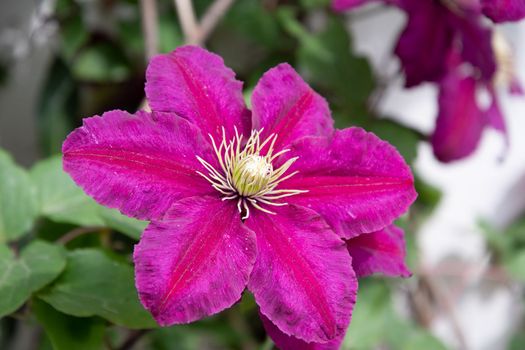 Flower purple clematis varieties Wildfire close-up, deep Magenta Petals with a red strip, High quality photo
