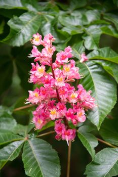The blossoming chestnut, Close-up pink flower inflorescence, spring early flowers, High quality photo