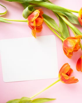 A beautiful bouquet of orange peony tulips along with a white card in the middle isolated on a pink background. Reddy layout for designers, layout