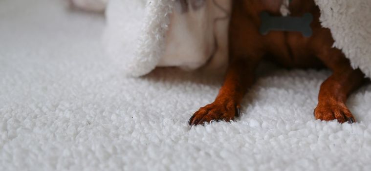 The brown dog is lying on a white blanket and covered with a white blanket. Dog paws, close-up. A pet.