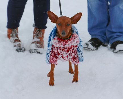 Dogs in knitted clothes on the street on a winter day with people. A pet in a warm jumpsuit on a leash in the cold.