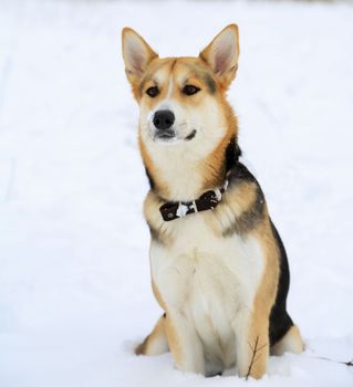 Muzzle, eyes, black nose. Dog color: white and red on the background of snow. Pet on the face in winter, close-up. An animal. A dog on a walk on a winter day.