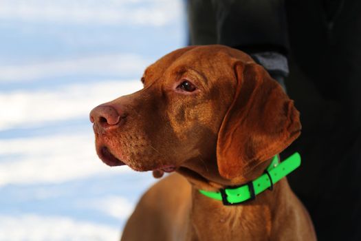 Portrait. The Hungarian hound. A hunting dog. Side view. A pet. The muzzle of the dog: long drooping ears, brown nose, brown eyes. Close-up.