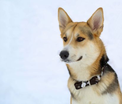 Portrait of a dog. Muzzle, eyes, black nose. Dog color: white and red on the background of snow. Pet on the face in winter, close-up. An animal.