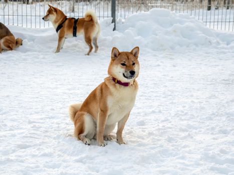 Japanese red coat dog is in winter forest. Portrait of beautiful Shiba inu male standing in the forest on the snow and trees background. High quality photo. Walk in winter