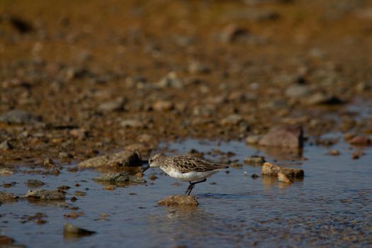 Semipalmated sandpiper wading along arctic shoreline, Arviat, Nunavut, Canada