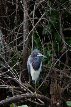 Tricolored heron perched on a branch while looking around. Found in Everglades, Florida, United States