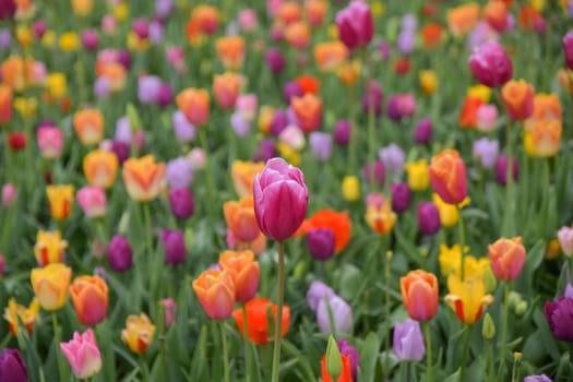 Multicolored tulip background in a park of Holland