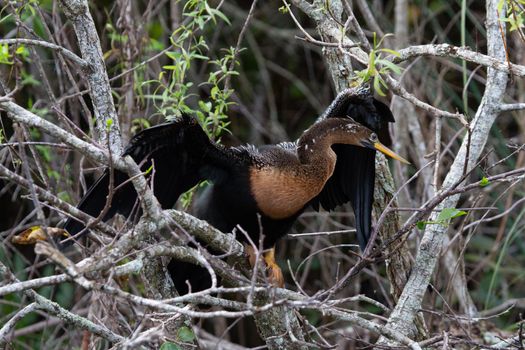 Anhinga perched on a branch while stretching and drying its wings. Found in Everglades, Florida, United States