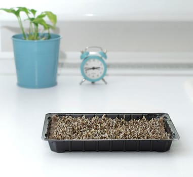 Nature. Health. Growing healthy microgreens at home. Ascending sprouts of green seeds on the table against the background of a clock and a flowerpot with a green flower. Concept. Close-up.