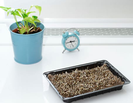 Nature. Health. Growing healthy microgreens at home. Ascending sprouts of green seeds on the table against the background of a clock and a flowerpot with a green flower. Concept. Close-up.