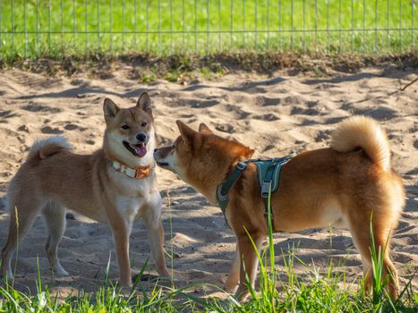 Shiba Inu plays on the dog playground in the park. Cute dog of shiba inu breed walking at nature in summer. walking outside.