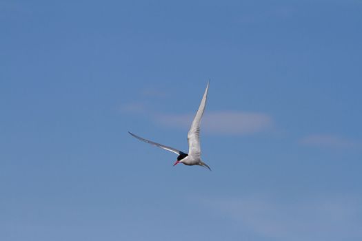 Arctic tern or Sterna Paradisaea, in flight with wings spread out and blue skies in the background, Arviat, Nunavut, Canada