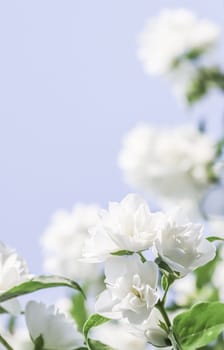 White terry Jasmine flower petals on a blue background. Macro flowers backdrop for holiday brand design