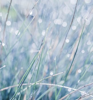 Blue white background of ornamental grass Festuca glauca with water drops. Soft focus