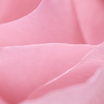 Pink rose flower petals. Macro flowers background for holiday brand design. Soft focus