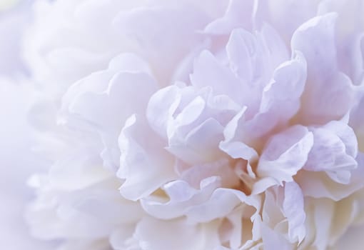 White peony flower petals. Macro flowers backdrop for holiday brand design. Soft focus, abstract floral background