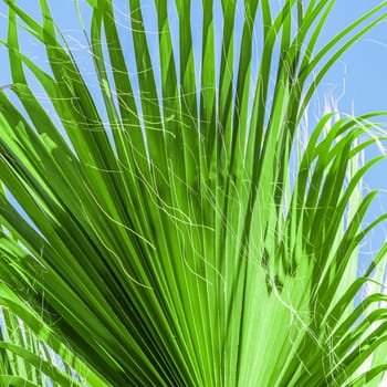 Palm leaf texture on blue sky background. High quality photo