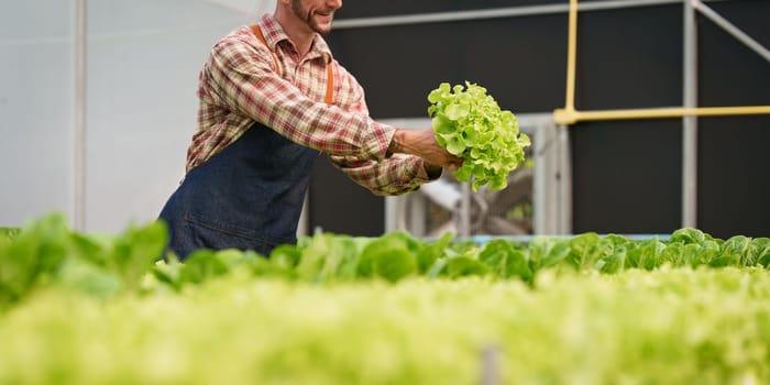 Businessperson or farmer checking hydroponic soilless vegetable in nursery farm. Business and organic hydroponic vegetable concept.