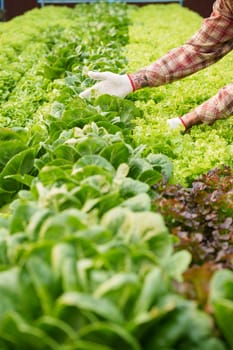 Businessperson or farmer checking hydroponic soilless vegetable in nursery farm. Business and organic hydroponic vegetable concept.